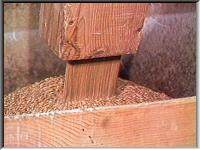 Grain entering the stone hopper