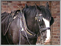 A finished hame on a horses collar