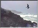 Seagull off the Cot Valley
